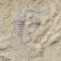 Cambrian fossil trilobite unknown , professional teaching, ##a98