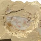 Cambrian fossil Isopyx curvirostratus neg, professional teaching ##q04 Cambrian fossil Isopyx curvirostratus neg, professional teaching ##q04