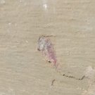 Cambrian fossil Leanchoilia illecebrosa , professional teaching ##q39