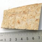 Fossil fish,teaching,collection,very nice,very cool  ##q46