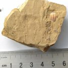 Cambrian fossil trilobite Palaeolenus lanlenoisi , professional teaching ##q48