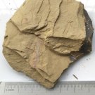 Cambrian fossil unknown,  professional teaching ##q65