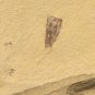 Cambrian fossil unknown ,   professional teaching ##q68