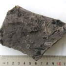 Ediacara Biota fossil unknown creature ,teaching. ##q70