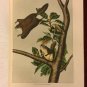 The quadrupeds Birds of AMERICA Volume 2 John James Audubon Made in US 1854