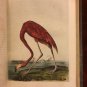 The quadrupeds Birds of AMERICA Volume 6 John James Audubon Made in US 1856