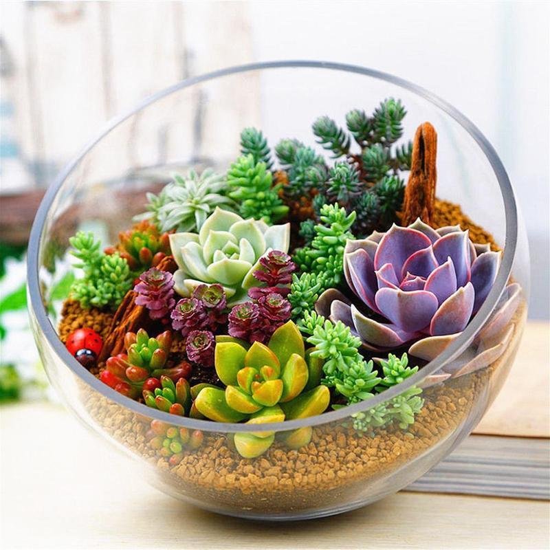 300Pcs/Bag Mix Lithops Seeds Rare Succulent Flower Pseudotruncatella Bonsai