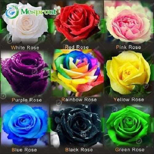 200Pcs Mixed Rose Flower Seeds Plant Garden Spring Decoration Colorful Rainbow