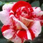 200Pcs Mixed Rose Flower Seeds Plant Garden Spring Decoration Colorful Rainbow