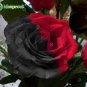 200Pcs Mixed Rose Flower Seeds Plant Garden Spring Decoration Colorful Rainbow