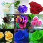 200Pcs Mixed Rose Flower Seeds Plant Garden Spring Decoration Colorful Rainbow