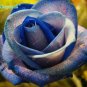 200Pcs Mixed Rose Flower Seeds Plant Garden Spring Decoration Colorful Rainbow
