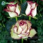 200Pcs Mixed Rose Flower Seeds Plant Garden Spring Decoration Colorful Rainbow