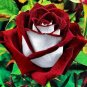 200Pcs Mixed Rose Flower Seeds Plant Garden Spring Decoration Colorful Rainbow