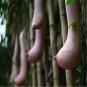 100pcs/bag Seeds Vegetables Vietnam Melon Bonsai Plants Woman Breast Milk Rare