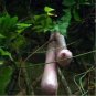 100pcs/bag Seeds Vegetables Vietnam Melon Bonsai Plants Woman Breast Milk Rare