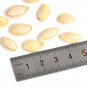 100pcs/bag Seeds Vegetables Vietnam Melon Bonsai Plants Woman Breast Milk Rare