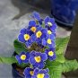 100pcs/bag Blue Primrose Flower Seedd Plant Perennial Rare Various Garden Bonsai