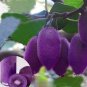Kiwi Seeds Purple Tree Actinidia Bonsai Fruit Sweet Plant Garden Home Decor Rare