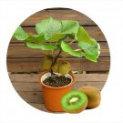 300pcs Kiwi Fruit Seeds Bonsai Tree Thailand Flowers Plants Home Garden Decor