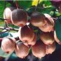 300pcs Kiwi Fruit Seeds Bonsai Tree Thailand Flowers Plants Home Garden Decor
