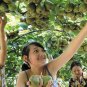 300pcs Kiwi Fruit Seeds Bonsai Tree Thailand Flowers Plants Home Garden Decor