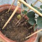 300pcs Kiwi Fruit Seeds Bonsai Tree Thailand Flowers Plants Home Garden Decor