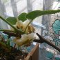300pcs Kiwi Fruit Seeds Bonsai Tree Thailand Flowers Plants Home Garden Decor