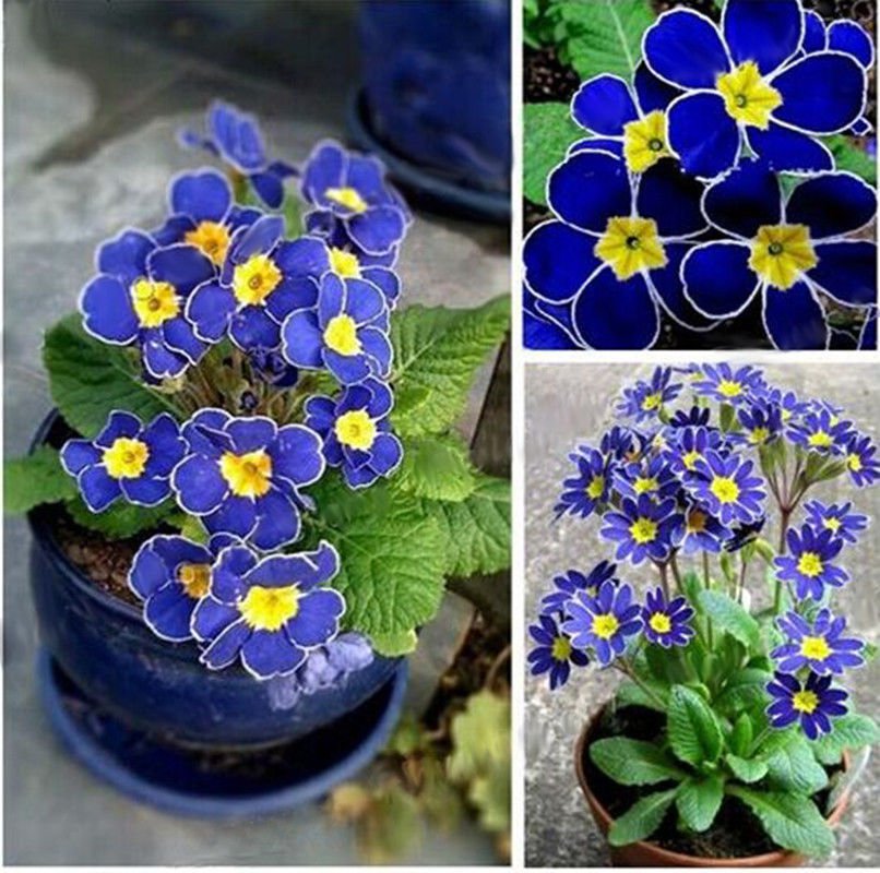 100pcs/bag Blue Primrose Flower Seeds Plant Perennial Rare Various Garden Bonsai