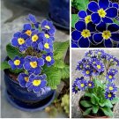 100pcs/bag Blue Primrose Flower Seeds Plant Perennial Rare Various Garden Bonsai