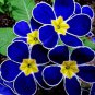 100pcs/bag Blue Primrose Flower Seeds Plant Perennial Rare Various Garden Bonsai