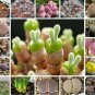200Pcs/Bag Bonsai Seeds Mix Lithops Rare Succulent Flower Pseudotruncatella
