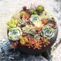 200Pcs/Bag Bonsai Seeds Mix Lithops Rare Succulent Flower Pseudotruncatella