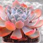 200Pcs/Bag Bonsai Seeds Mix Lithops Rare Succulent Flower Pseudotruncatella