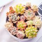 200Pcs/Bag Bonsai Seeds Mix Lithops Rare Succulent Flower Pseudotruncatella