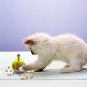 Cat Dog Food Dispenser Interactive Toy Ball Iq Pet Treat Fun Play Crazy Puzzle