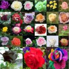 Rose Flower Seeds Plant Garden Spring Decoration Colorful Rainbow 200Pcs Mixed