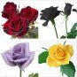 Rose Flower Seeds Plant Garden Spring Decoration Colorful Rainbow 200Pcs Mixed