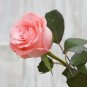 Rose Flower Seeds Plant Garden Spring Decoration Colorful Rainbow 200Pcs Mixed