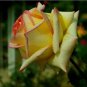 Rose Flower Seeds Plant Garden Spring Decoration Colorful Rainbow 200Pcs Mixed