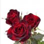 Rose Flower Seeds Plant Garden Spring Decoration Colorful Rainbow 200Pcs Mixed