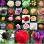 Rose Flower Seeds Plant Garden Spring Decoration Colorful Rainbow 200Pcs Mixed