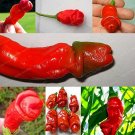 Vegetable Seeds Plant Pepper Hot Chili Garden Penis Shape Form Bonsai 100pcs Bag