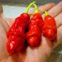Vegetable Seeds Plant Pepper Hot Chili Garden Penis Shape Form Bonsai 100pcs Bag