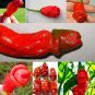 Vegetable Seeds Plant Pepper Hot Chili Garden Penis Shape Form Bonsai 100pcs Bag
