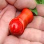Vegetable Seeds Plant Pepper Hot Chili Garden Penis Shape Form Bonsai 100pcs Bag