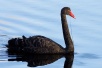 blackswandeals