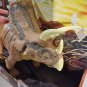 Jurassic World Dino Escape Mega Destroyers Pentaceratops Dinosaur Figure - NEW