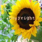 Sunflower Print