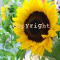 Sunflower Print